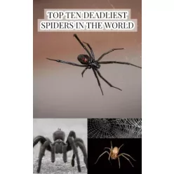   Larry Slawson - Top Ten Deadliest Spiders in the World (e-könyv)