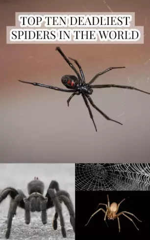 Larry Slawson - Top Ten Deadliest Spiders in the World (e-könyv)