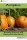Pumpkins (e-könyv)