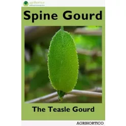 Spine Gourd (e-könyv)