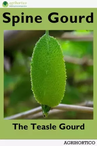 Spine Gourd (e-könyv)