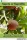 Sapota or Sapodilla (e-könyv)