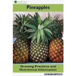 Pineapple (e-könyv)