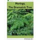 Roby Jose Ciiju - Moringa, the Drumstick Tree (e-könyv)