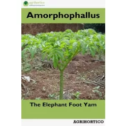 Amorphophallus (e-könyv)