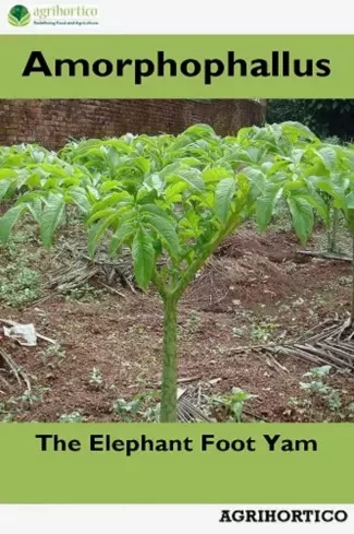 Amorphophallus (e-könyv)