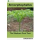 Amorphophallus (e-könyv)