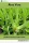Aloe Vera (e-könyv)