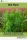 Dill Herb (e-könyv)