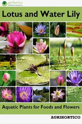Lotus and Water Lily (e-könyv)