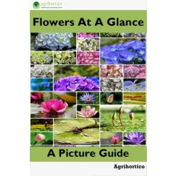 Flowers at a Glance (e-könyv)
