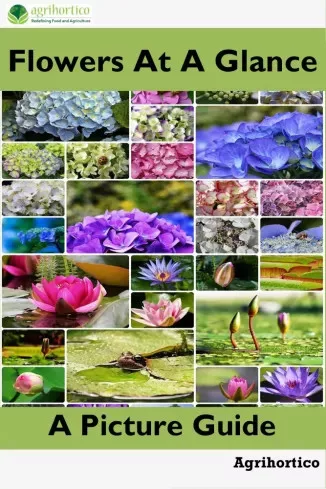 Flowers at a Glance (e-könyv)