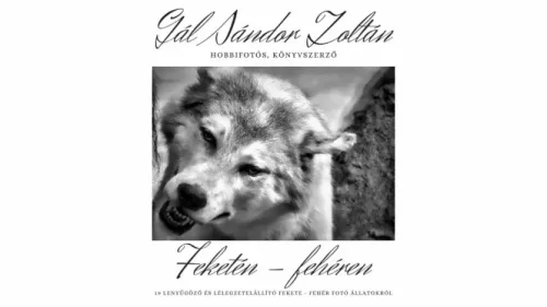 Gál Sándor Zoltán - Feketén - fehéren (e-könyv)